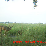 nichols deer 005.JPG