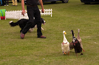 Kineton Quackers
