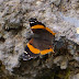 Northern Short-tailed Admiral - Photo (c) 116916927065934112165, some rights reserved (CC BY-NC-SA)