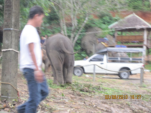once again elephant booty