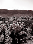 Cholla in Joshua Tree National Park, (Photo  by Bob Moore)