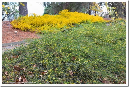 140301_UCD_Arboretum_Acacia-redolens-Desert-Carpet- -boormanii_0001