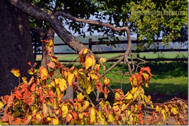 Herbstsonntag