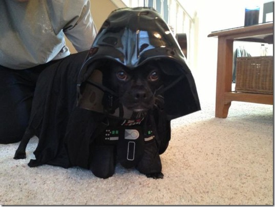 funny-animals-cute-13