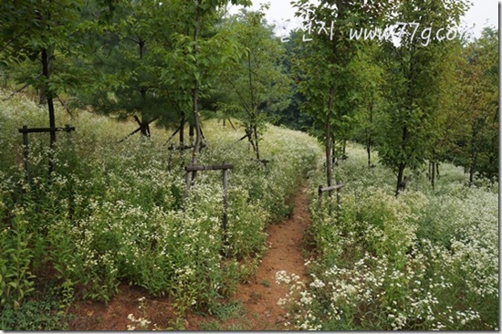 철천지DSC04409-20120704-080638 철천지DSC04409-20120704-080638