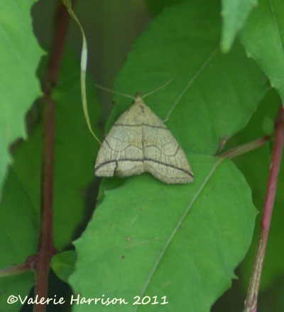 [16-small-fan-foot%255B2%255D.jpg]
