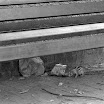 20081017 Saranat_09-Edit.jpg
