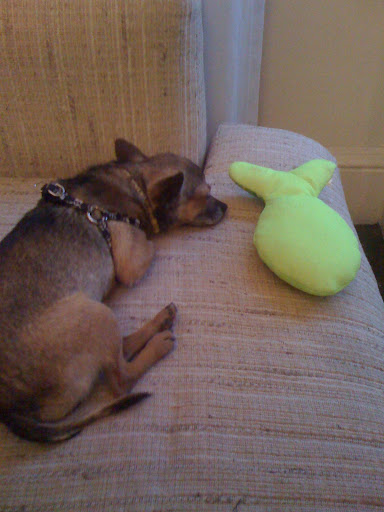 I have a stuffed Minnow...