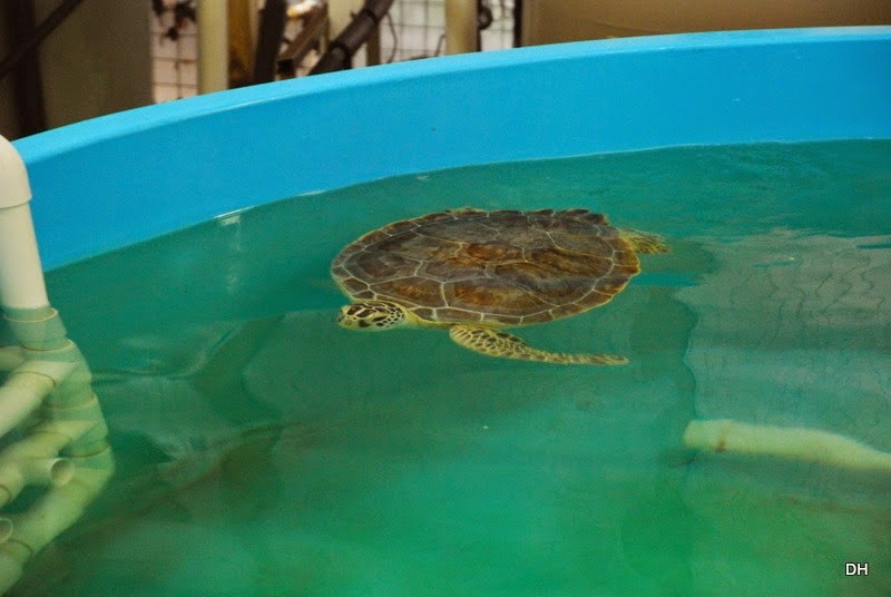 [03-21-15-A-GA-Sea-Life-Turtle-Center%255B5%255D.jpg]