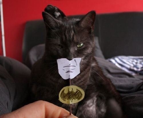 [Batman%2520Cat%255B3%255D.jpg]