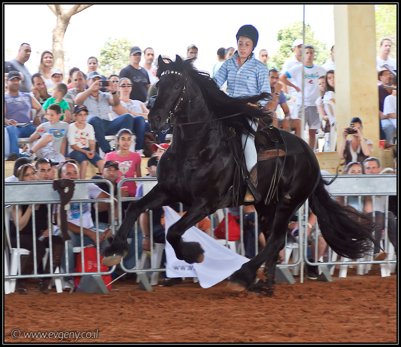 il/Фото: Stallion Show 2011 (20110416 stllion show 099 2467)