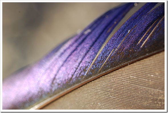 Mallard Feather