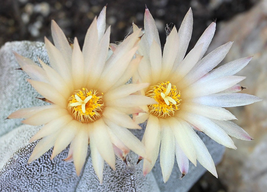 [110731_Astrophytum_myriostigma_06%255B4%255D.jpg]