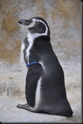 Full size penguin