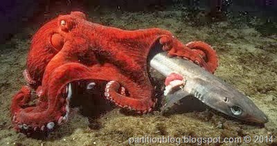 [North-Pacific-giant-octopus-catching-shark%255B18%255D.jpg]