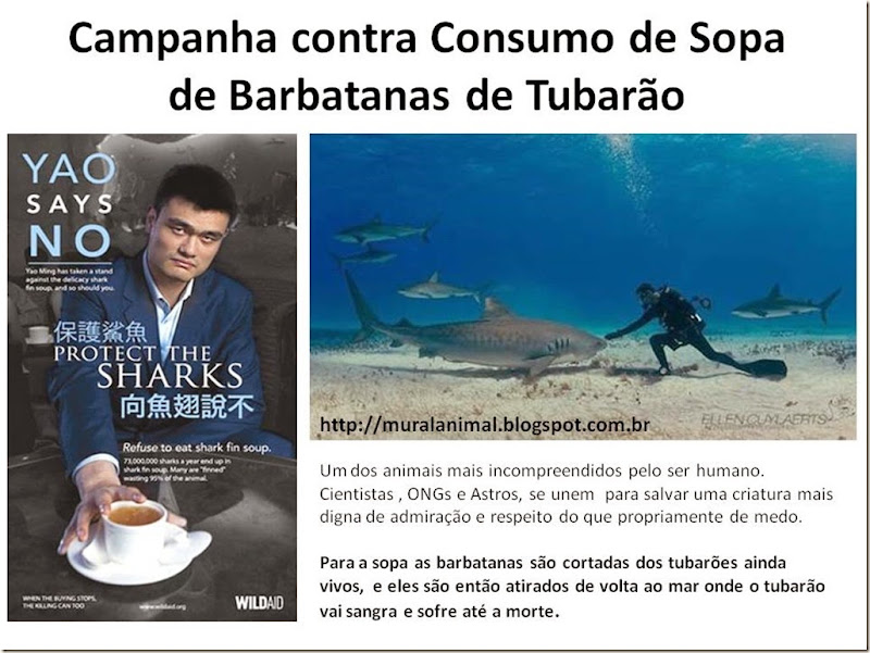 Campanha contra Consumo de Sopa de Barbatanas de