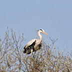 IMG_0949.JPG