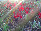 Merry Christmas color at the edge of the marsh.