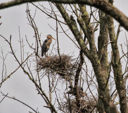 That's right, Sharkey. It's called 'great' because it's the largest member of the heron family found in North America. That's right, Sharkey. It's called 'great' because it's the largest member of the heron family found in North America.