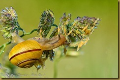 White-lipped Garden Snall