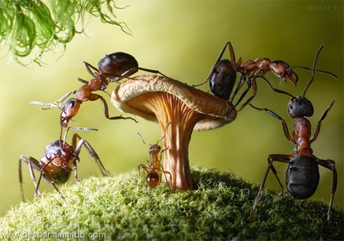 formigas inacreditaveis incriveis desbaratinando  (32)
