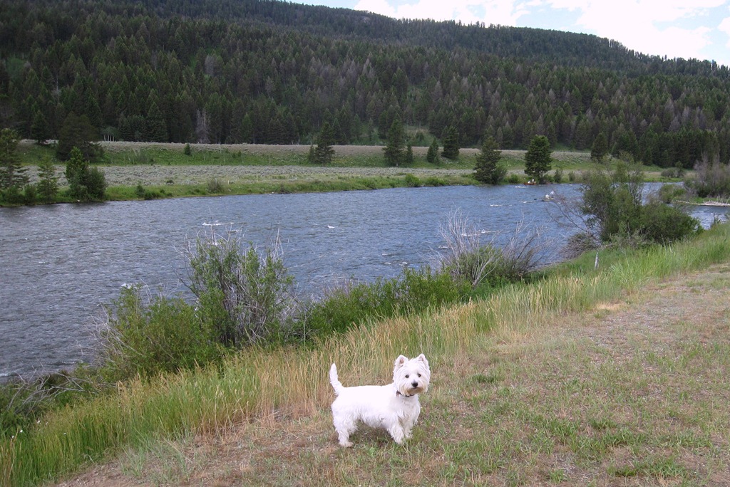 [Duffy-by-the-Madison-River-in-Montan.jpg]
