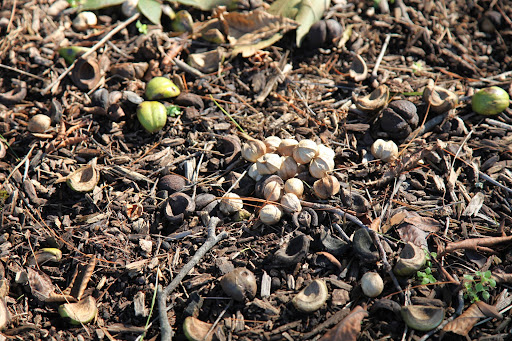You can't really find these nuts in stores the way you can pecans or walnuts, because of the difficulties in shelling them in large quantities.  It takes about 100 nuts to make a pound of nut meats.