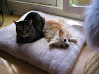 Here she is with one of her feline sisters -- the lovely 3-legged Ms. Olive.