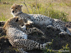 Masai Mara