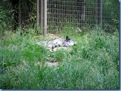 0219 Alberta Calgary - Calgary Zoo The Canadian Wilds - Grey Wolf