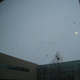 IMG_9952.JPG