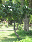 Park