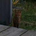 Red Fox