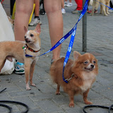 Pet Express Doggie Run 2012 Philippines. Jpg (278).JPG