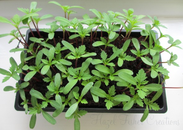2013april30 marigold seedlings 2013april30 marigold seedlings
