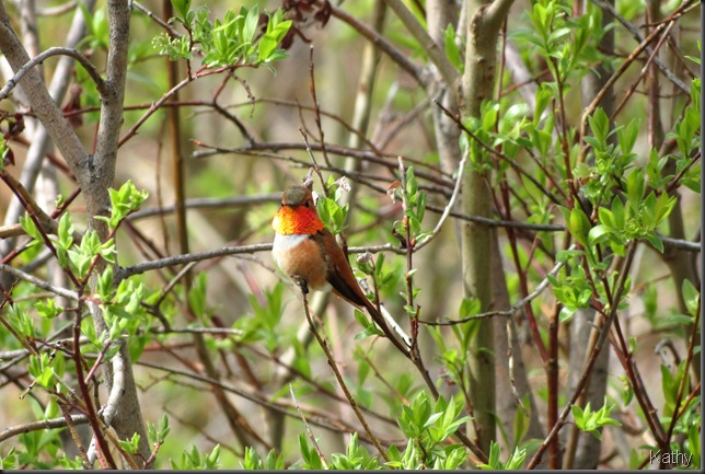Male Rufous Hummingbird