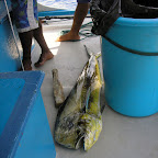 Dorade
