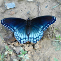 Red-spotted Purple
