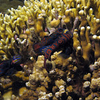 Mandarinfish (Malapascua)