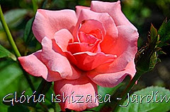 10  - Glória Ishizaka - Rosas do Jardim Botânico Nagai - Osaka