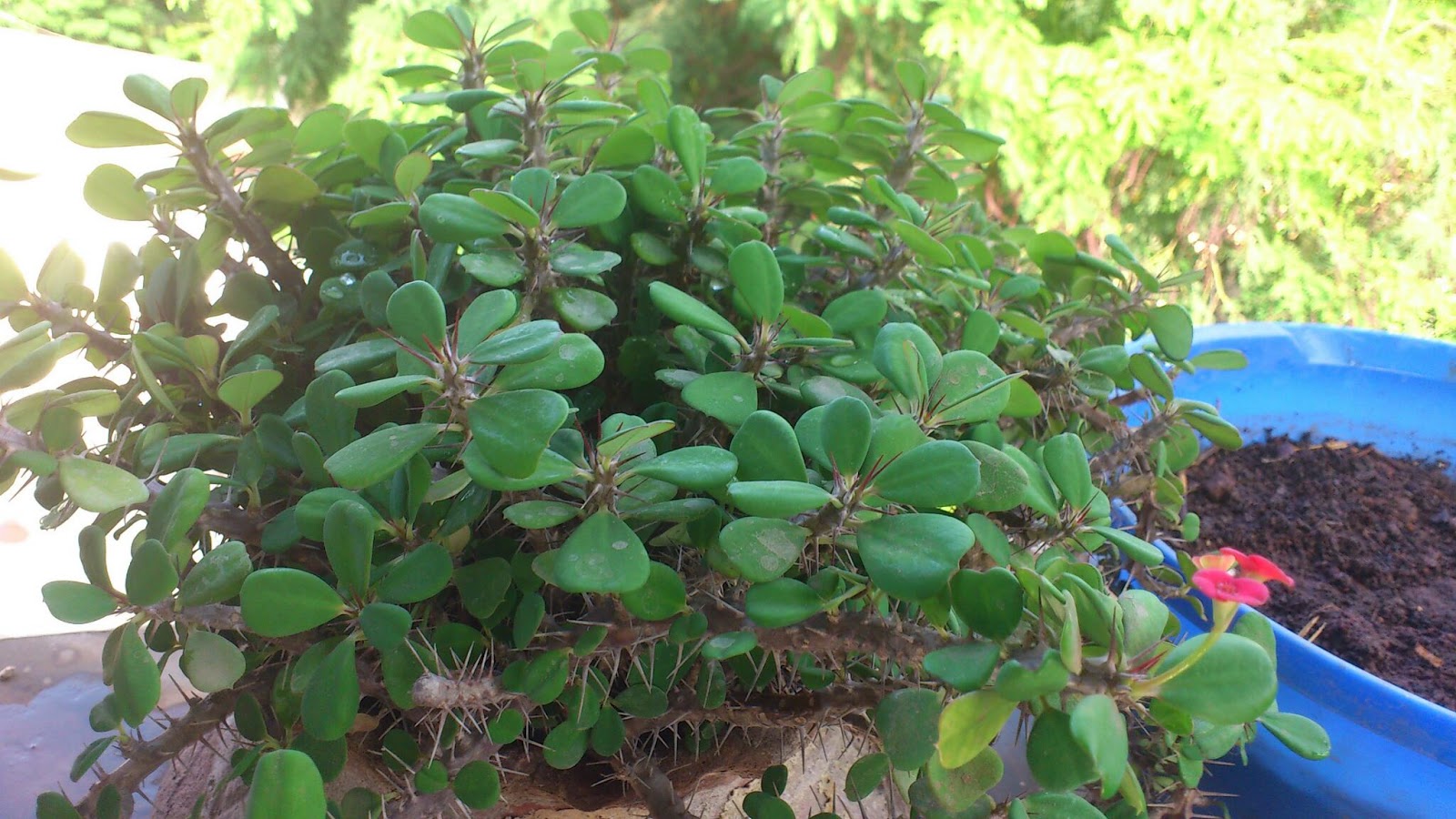 Growing vegetables, herbs and flowers in Mumbai. seedgerminator