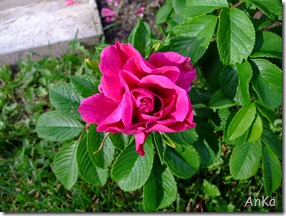DSCF3839