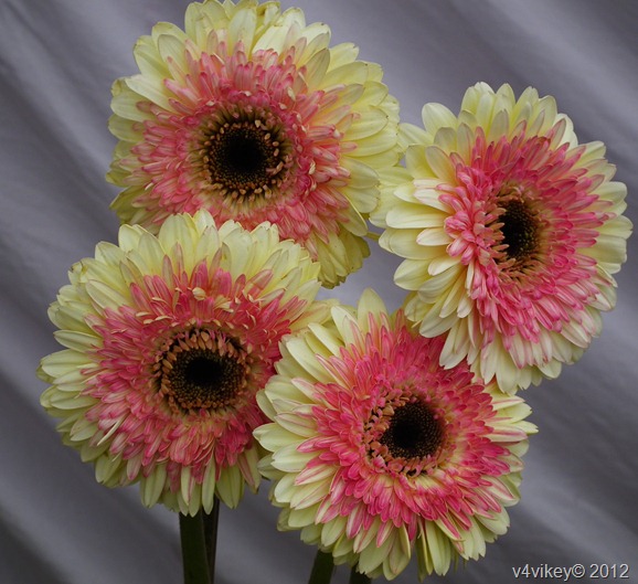 Beautiful Types of  Daisy Flowers, Double shade Daisy Flowers