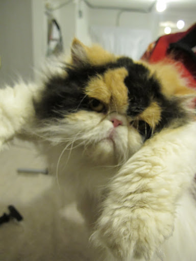 Why do they have to groom me all the time?  Is it because I'm just so beautiful?