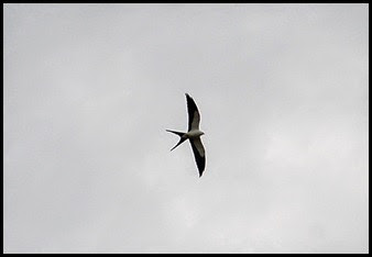 00h - Hiking - Swallow Tailed Kite