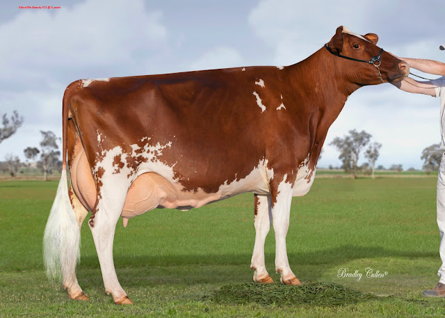 Glencliffe Beauty 471.JPG