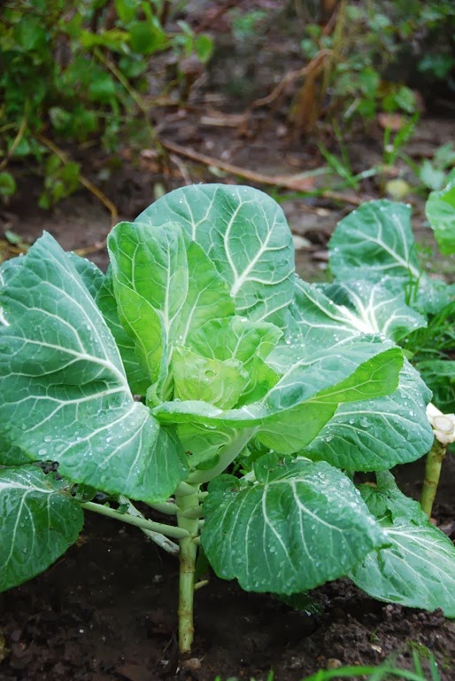 [DSC_0050%255B3%255D.jpg]