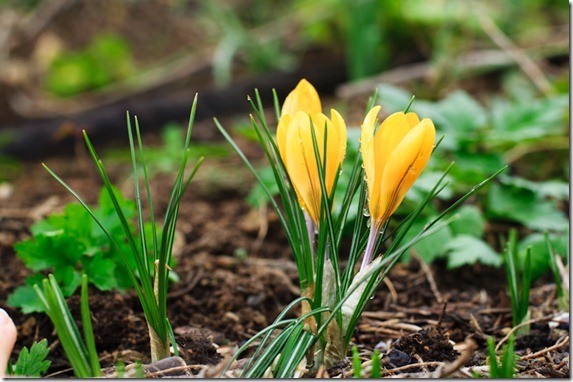 Tcrocus2-