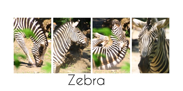 [zebra3.jpg]