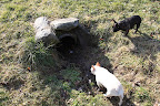 Francesca, I don't know about this.  Do you really think a fox would take shelter in a drainage pipe?  I'm too scared to look!